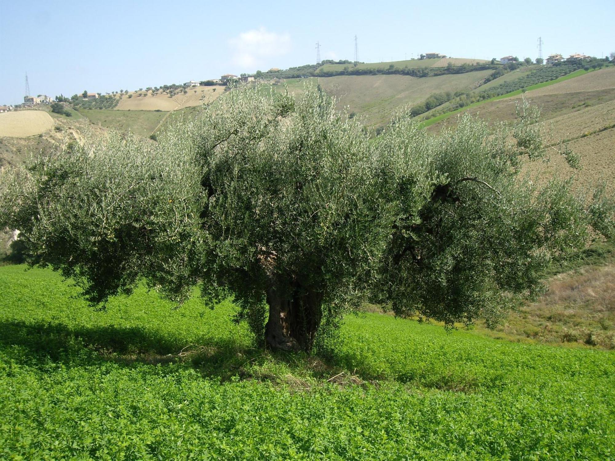 Agriturismo Il Borgo Degli Ulivi โรเซโต เดญา อาบรูซซี ภายนอก รูปภาพ