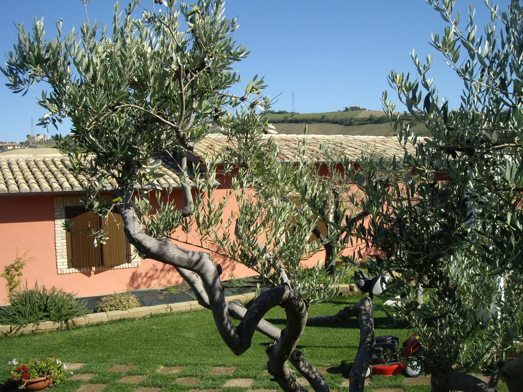 Agriturismo Il Borgo Degli Ulivi โรเซโต เดญา อาบรูซซี ภายนอก รูปภาพ