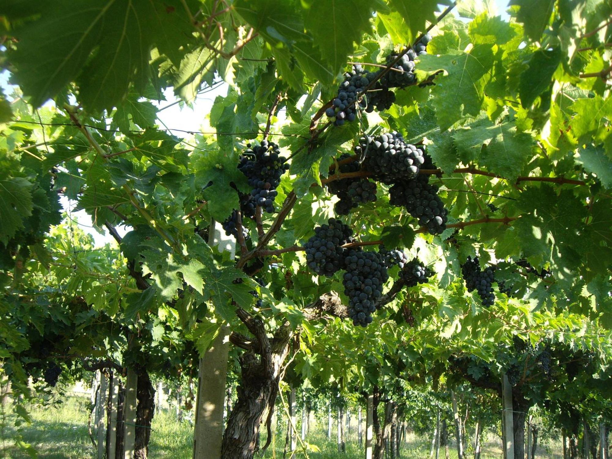 Agriturismo Il Borgo Degli Ulivi โรเซโต เดญา อาบรูซซี ภายนอก รูปภาพ