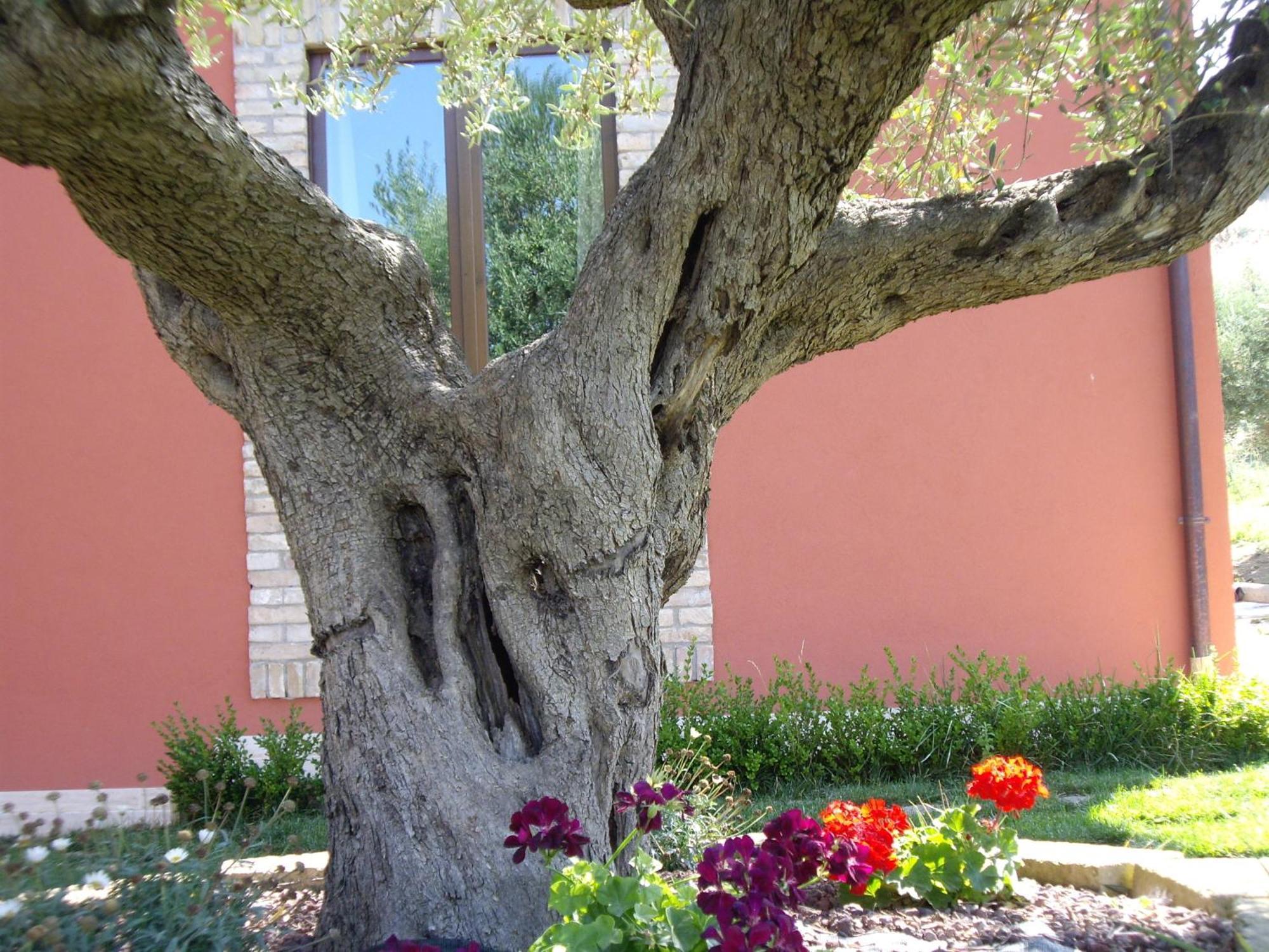 Agriturismo Il Borgo Degli Ulivi โรเซโต เดญา อาบรูซซี ภายนอก รูปภาพ